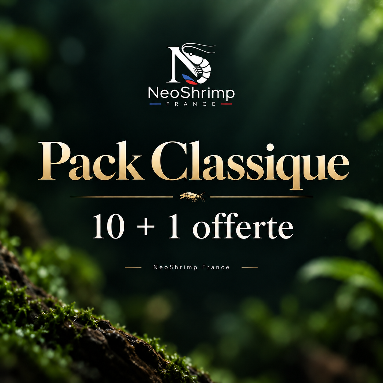 Pack Classique 10+1 offerte – NeoShrimp France