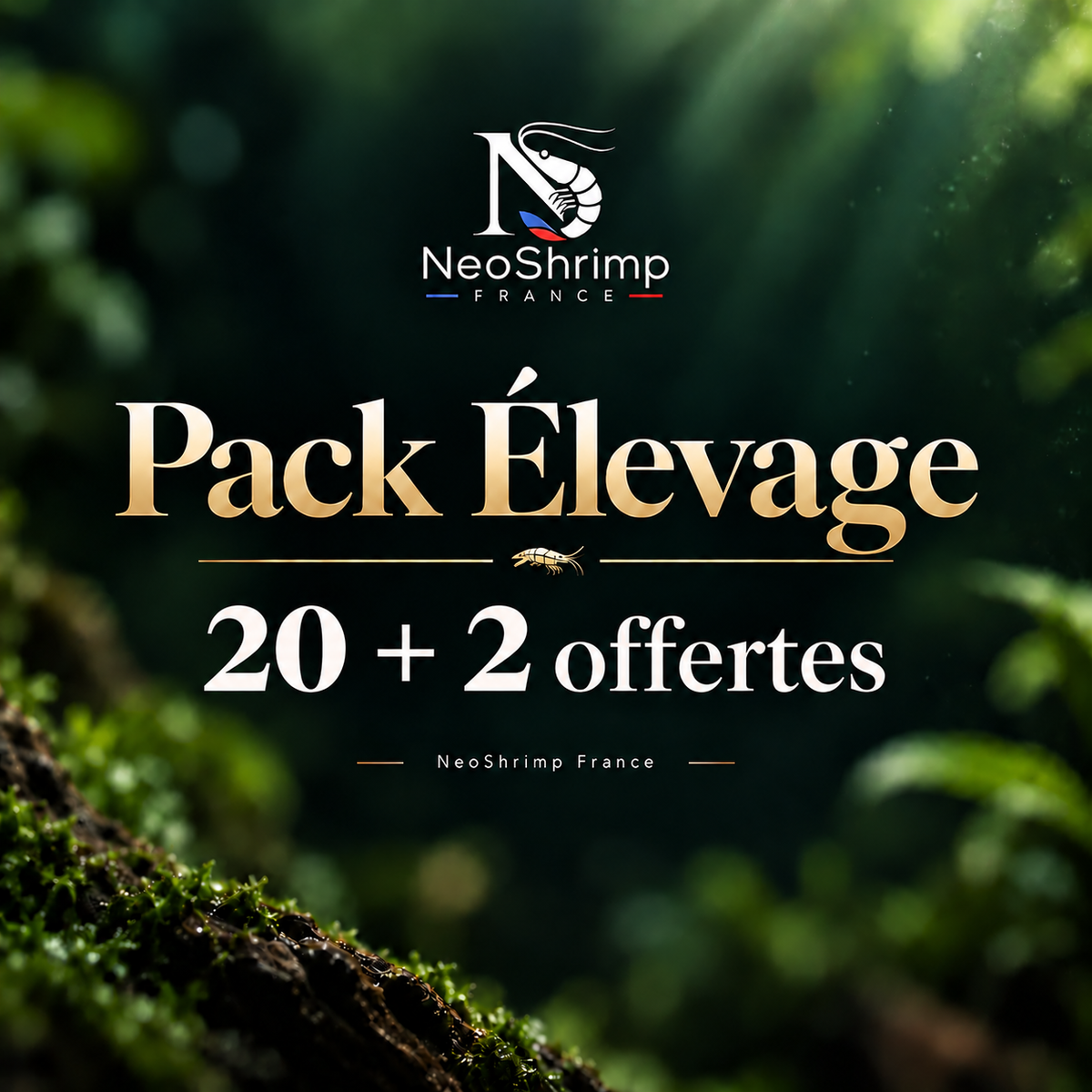 Pack Élevage 20+2 offertes – NeoShrimp France