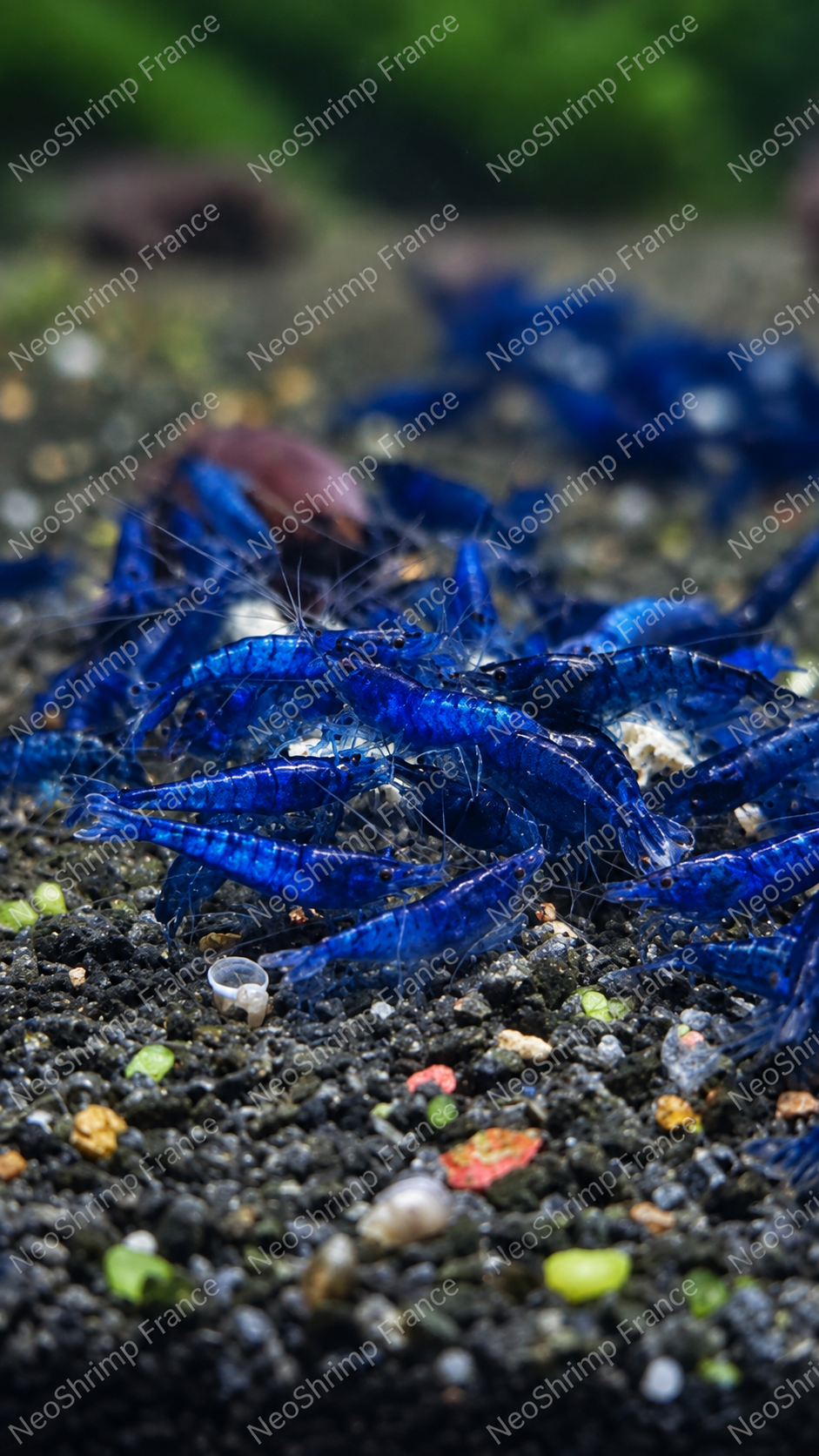 Neocaridina Blue Dream – Lot de 10 + 1 offerte