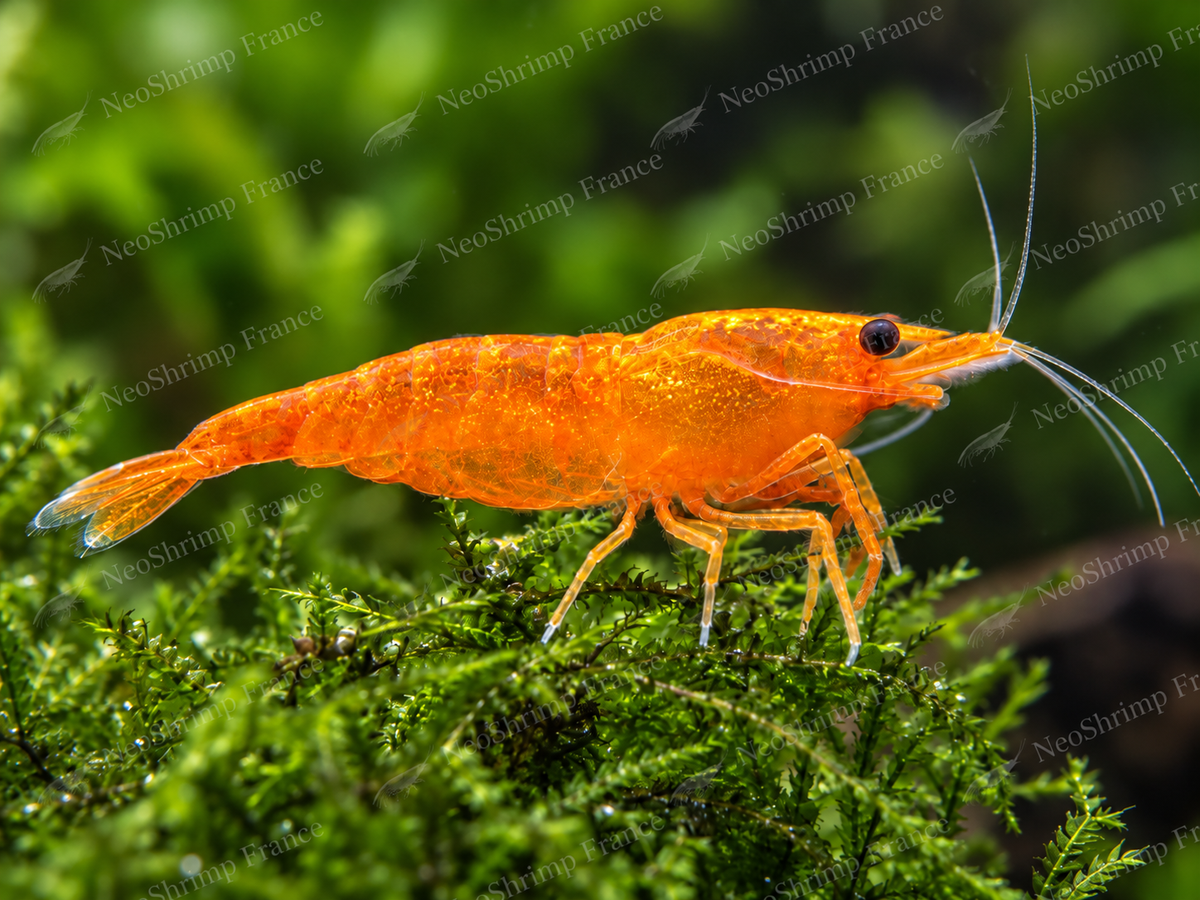 Neocaridina Orange Sunkist en gros plan sur mousse