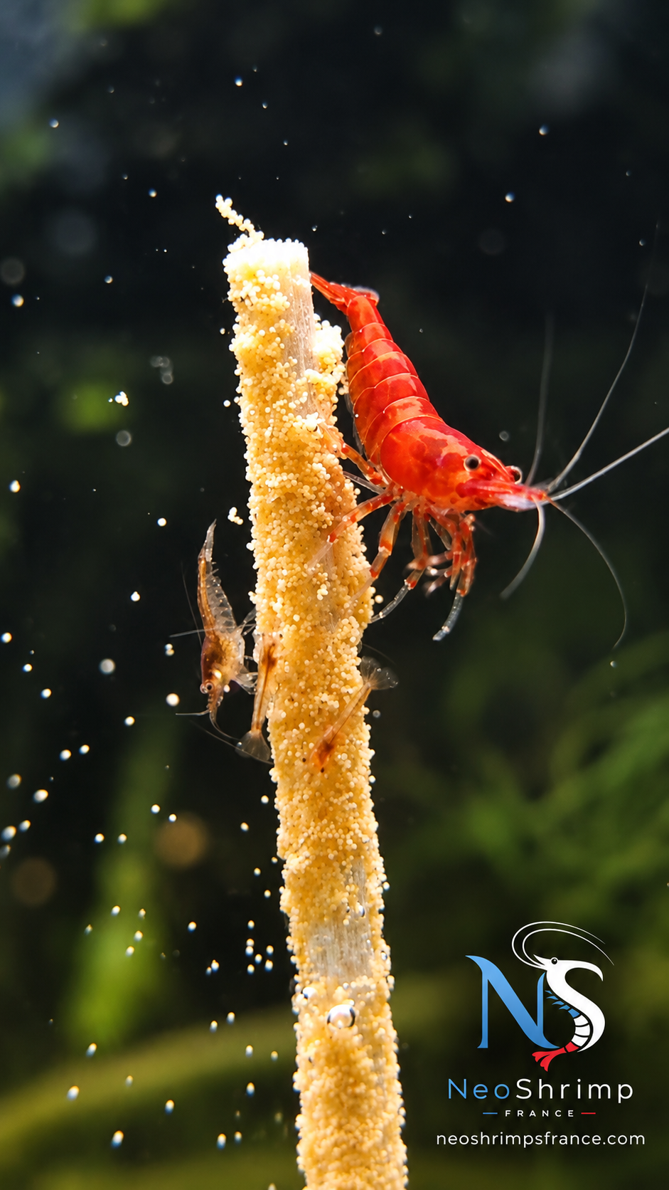 Neocaridina Bloody Mary – Lot de 10 + 1 offerte