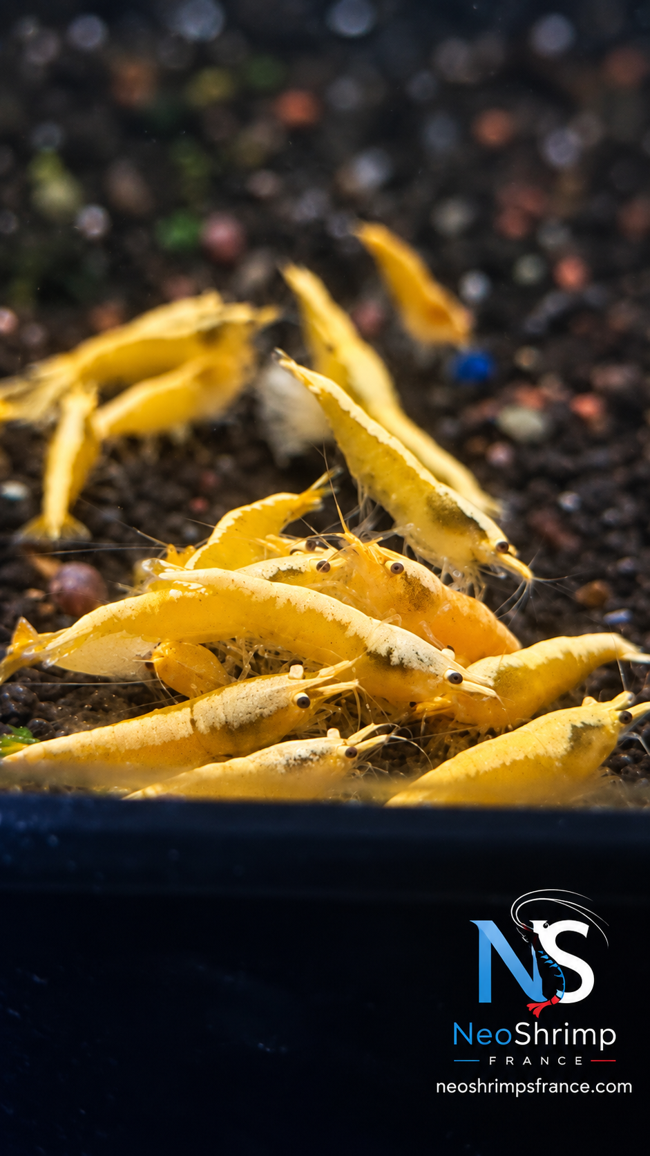 Neocaridina Neon Yellow – Lot de 10 + 1 offerte