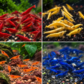 Pack Skittles – 24 Neocaridina – 4 couleurs (6 de chaque)