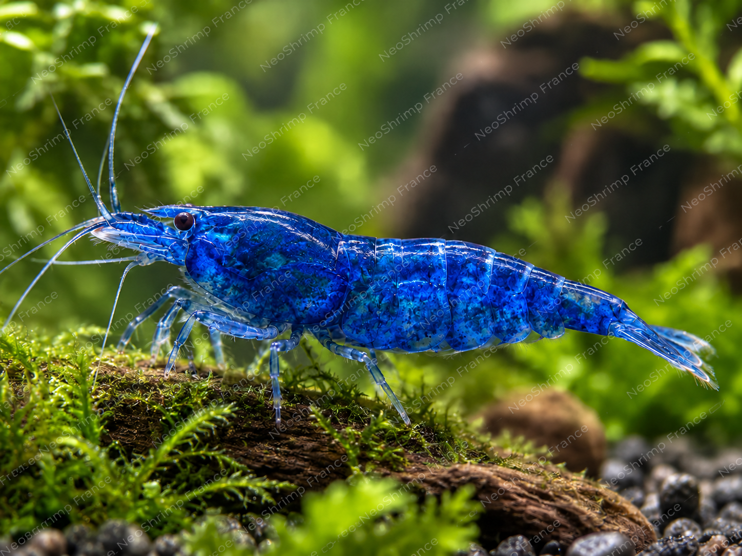 Neocaridina Blue Dream – Lot de 10 + 1 offerte