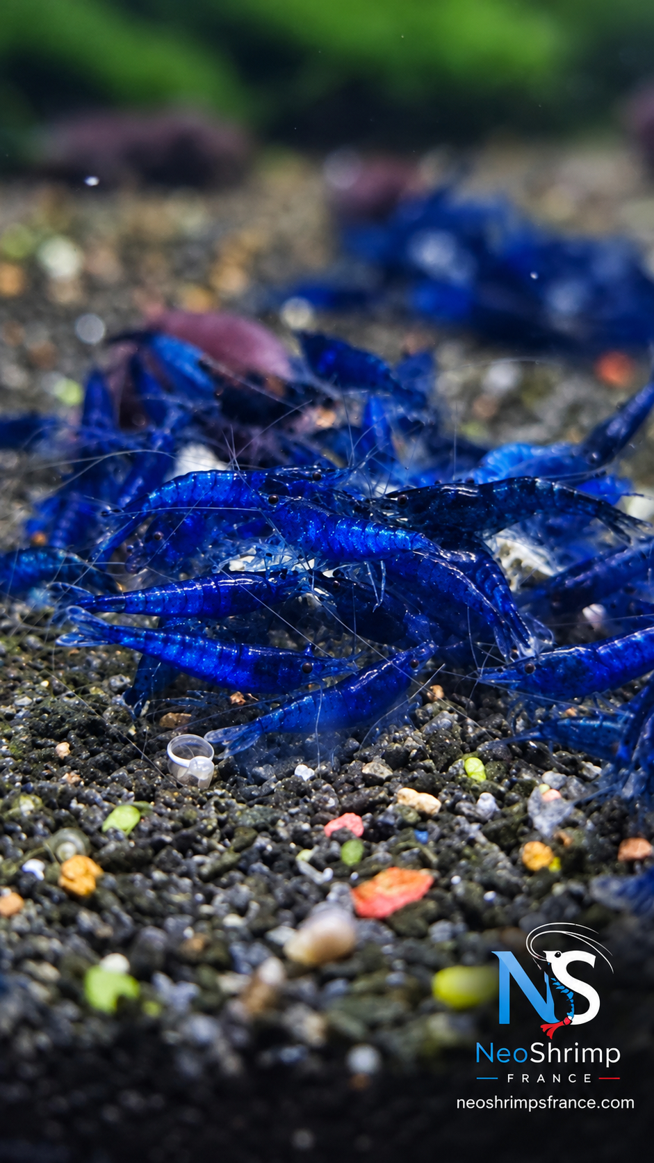 Neocaridina Blue Dream – Lot de 10 + 1 offerte