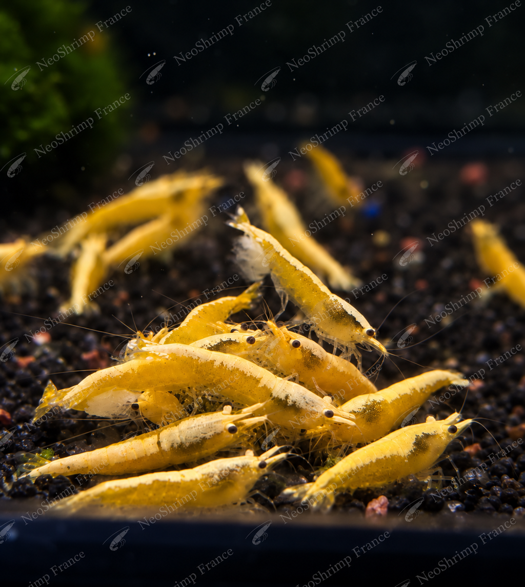 Neocaridina Neon Yellow – Lot de 5 + 1 offerte