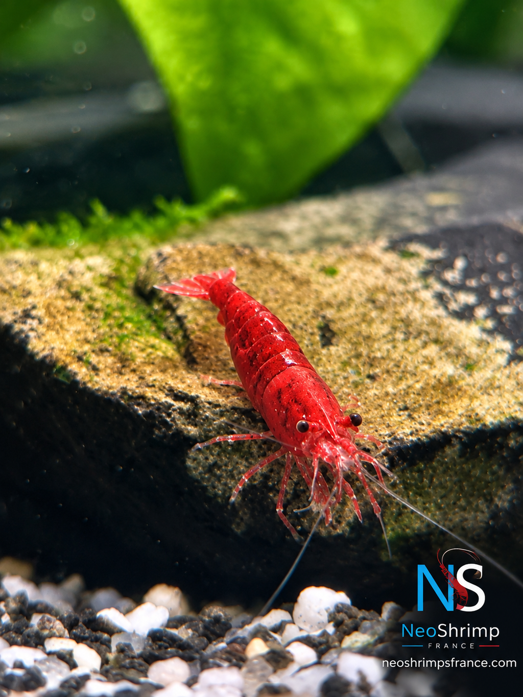 Neocaridina Bloody Mary – Lot de 10 + 1 offerte