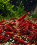 Neocaridina Bloody Mary – Lot de 20 + 2 offertes