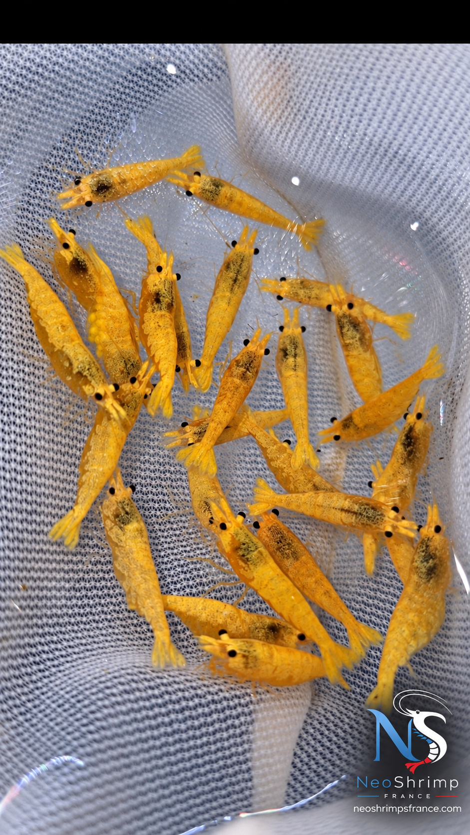 Neocaridina Golden Pumpkin – Lot de 10 + 1 offerte
