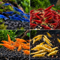 Pack Skittles – 12 Neocaridina 4 Variétés (3 de chaque)