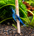 Neocaridina Blue Dream – Lot de 10 + 1 offerte