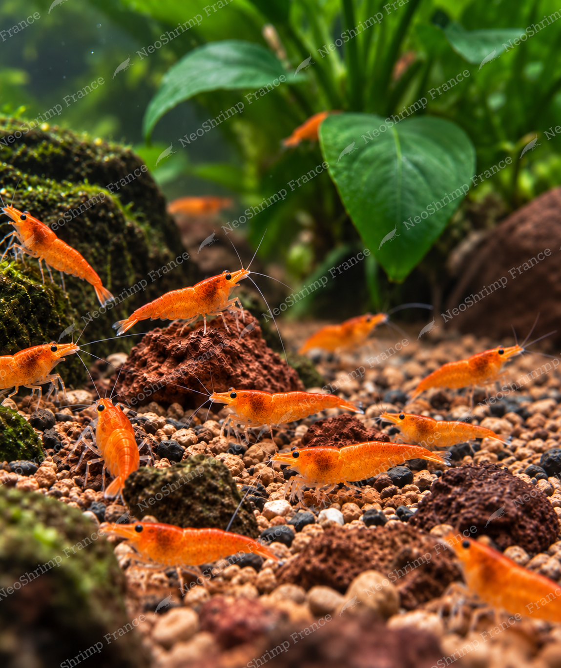 Neocaridina Orange Sunkist – Lot de 5 + 1 offerte
