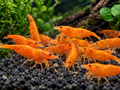 Groupe de Neocaridina Orange Sunkist dans un aquarium planté