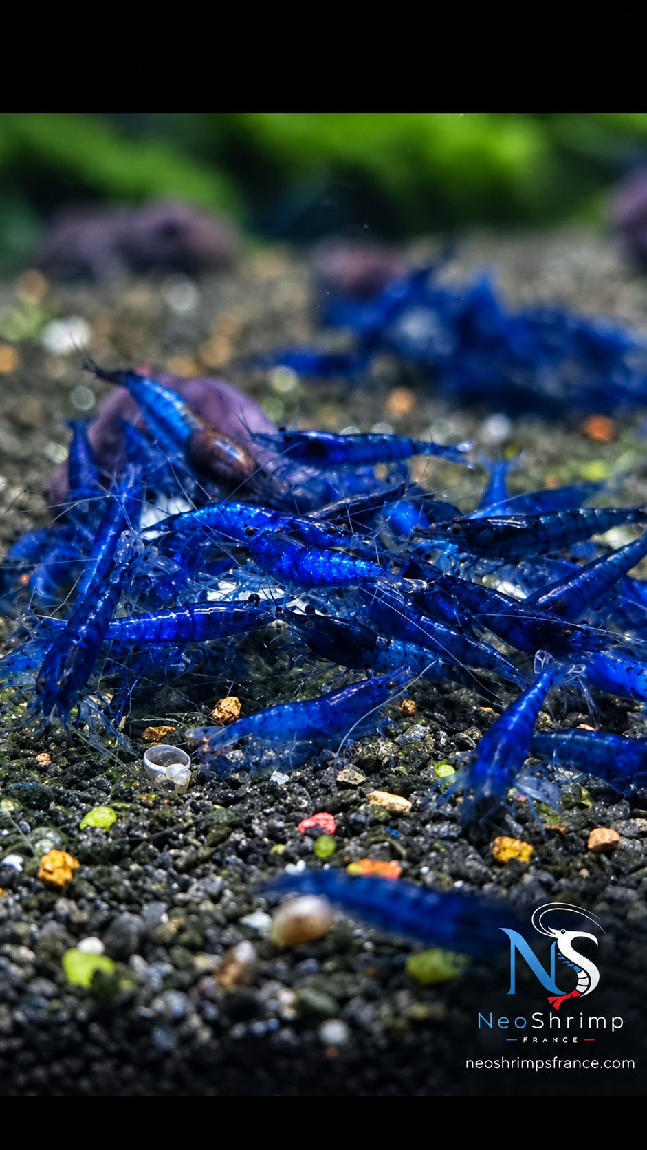 Neocaridina Blue Dream – Lot de 10 + 1 offerte