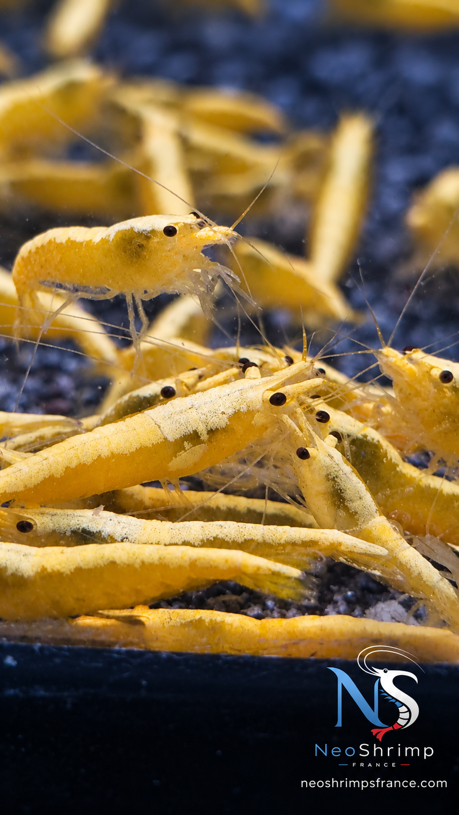 Neocaridina Neon Yellow – Lot de 10 + 1 offerte