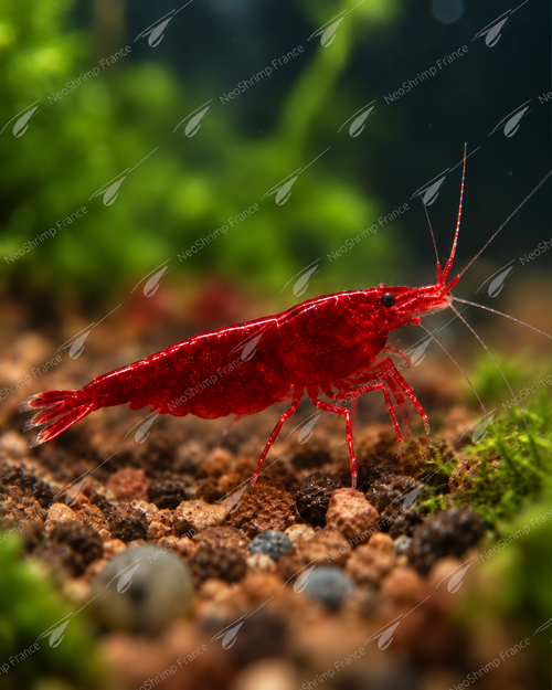 Neocaridina Bloody Mary – Lot de 10 + 1 offerte