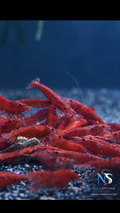 Neocaridina Bloody Mary – Lot de 10 + 1 offerte