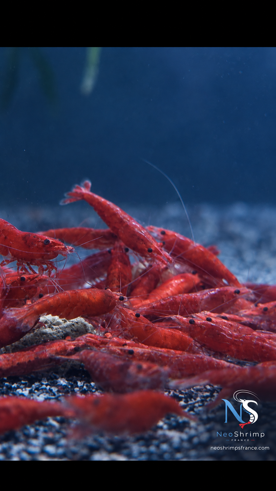 Neocaridina Bloody Mary – Lot de 10 + 1 offerte