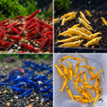 Pack Skittles 12 crevettes – Mix Golden Pumpkin, Néon Yellow, Blue Dream & Bloody Mary