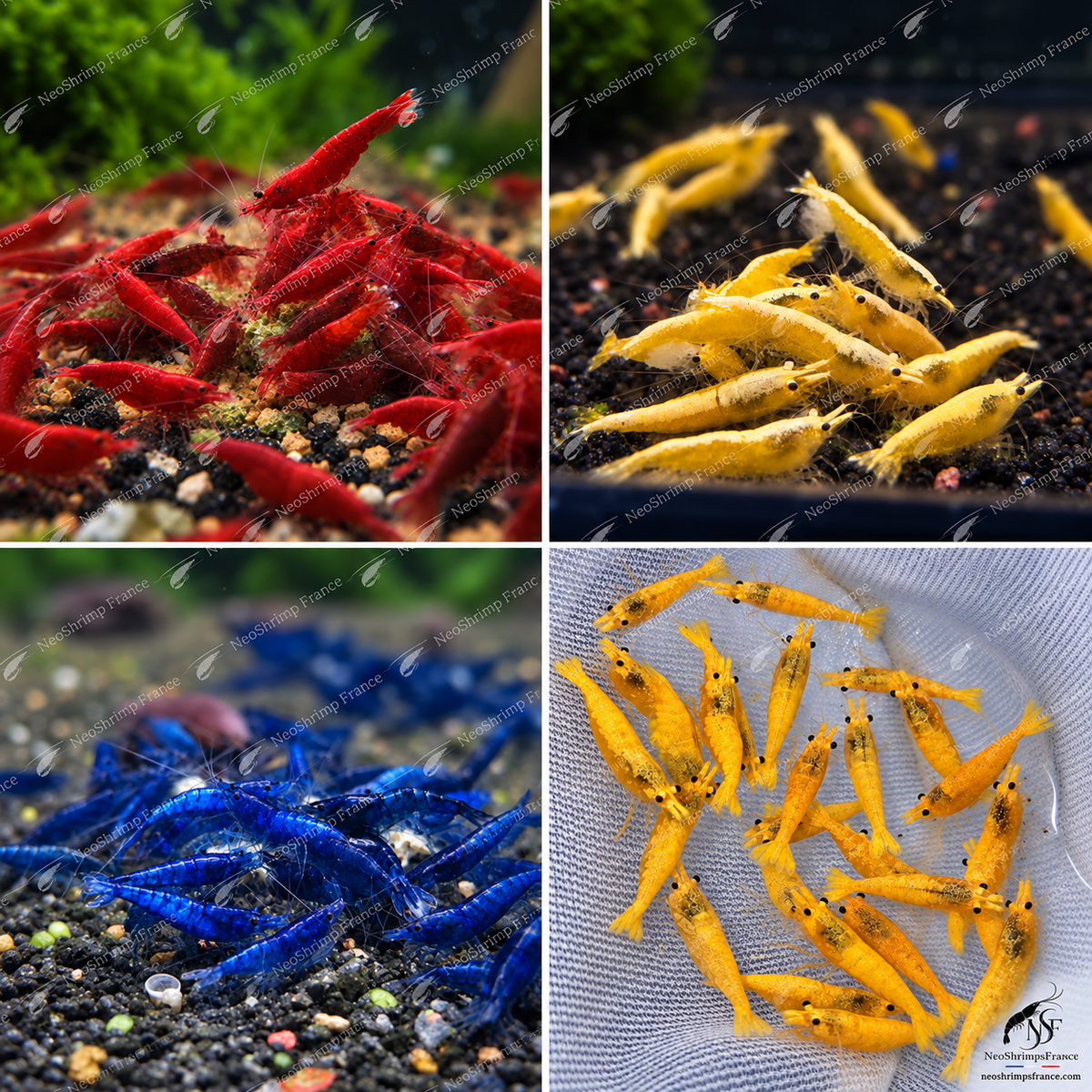 Pack Skittles 12 crevettes – Mix Golden Pumpkin, Néon Yellow, Blue Dream & Bloody Mary