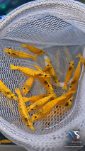 Neocaridina Golden Pumpkin – Lot de 10 + 1 offerte