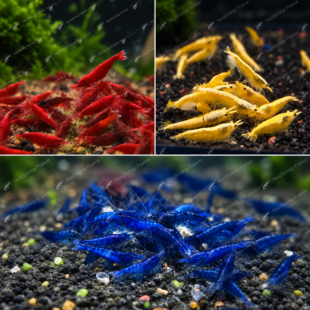 Pack Skittles 21 crevettes – Mix Bloody Mary, Blue Dream & Néon Yellow