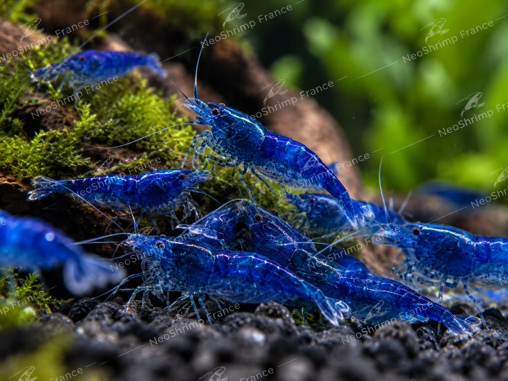 Neocaridina Blue Dream – Lot de 5 + 1 offerte