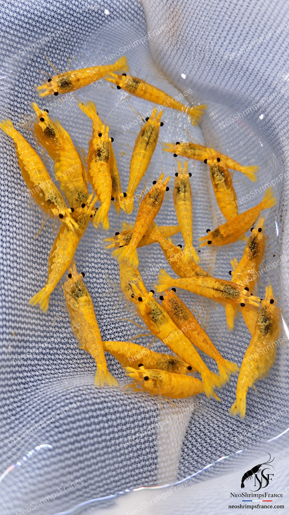 Pack Skittles 12 crevettes – Mix Golden Pumpkin, Néon Yellow, Blue Dream & Bloody Mary