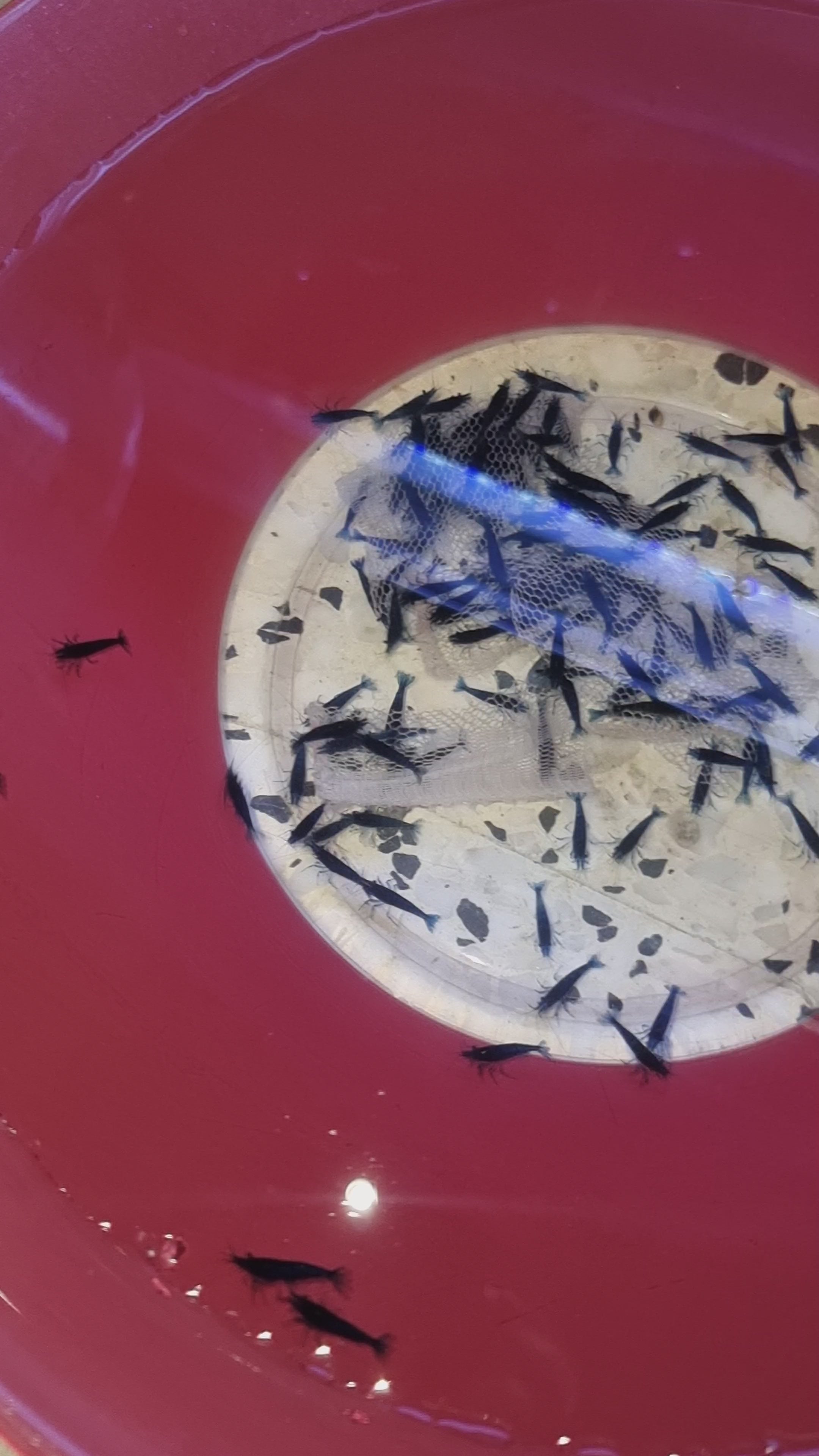 Neocaridina Blue Dream – Lot de 5 + 1 offerte