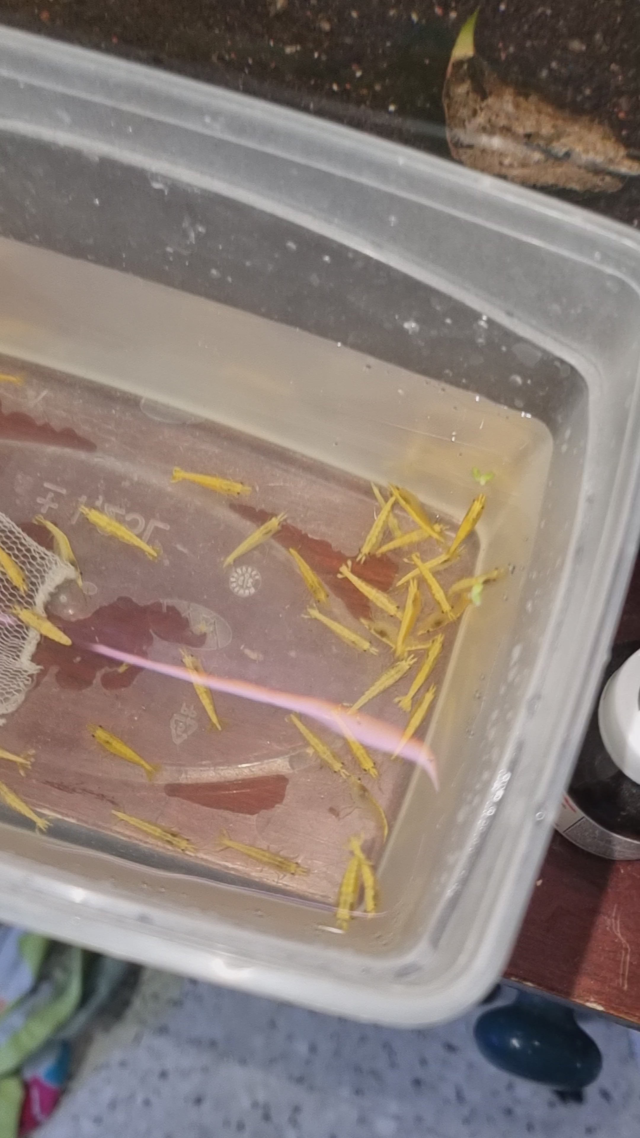 Neocaridina Neon Yellow – Lot de 5 + 1 offerte