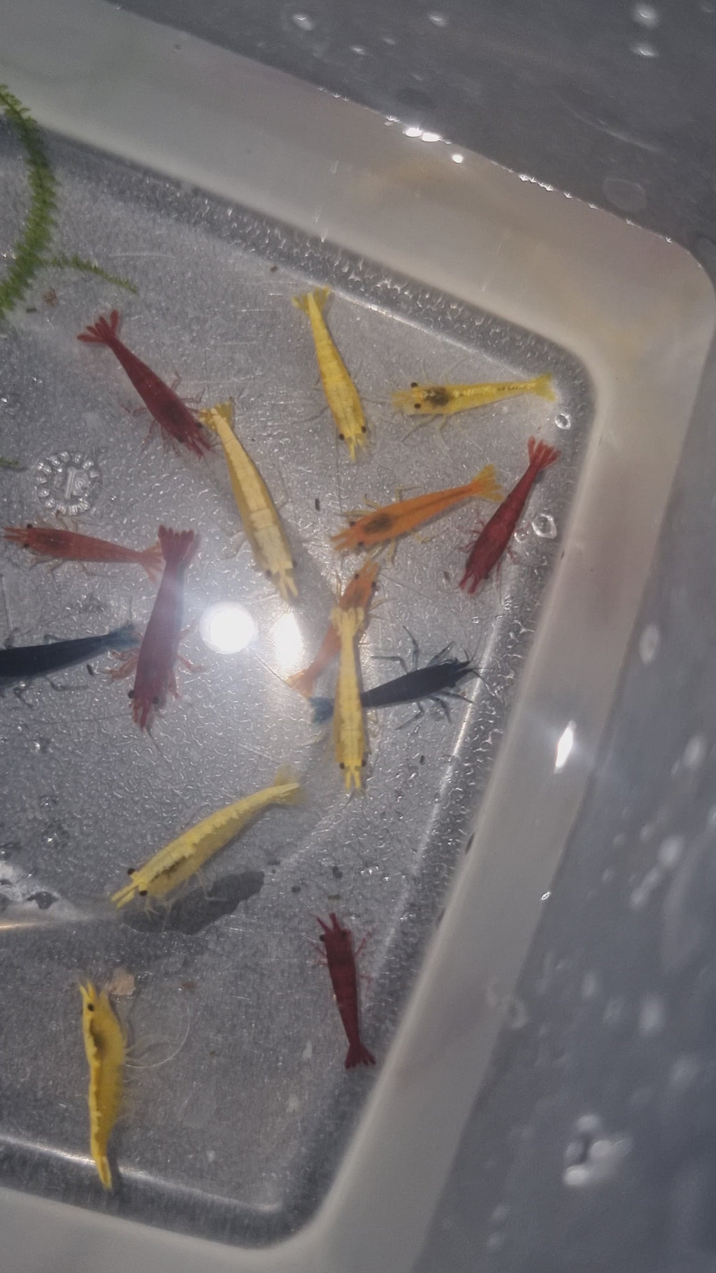 Pack Skittles – 24 Neocaridina – 4 couleurs (6 de chaque)