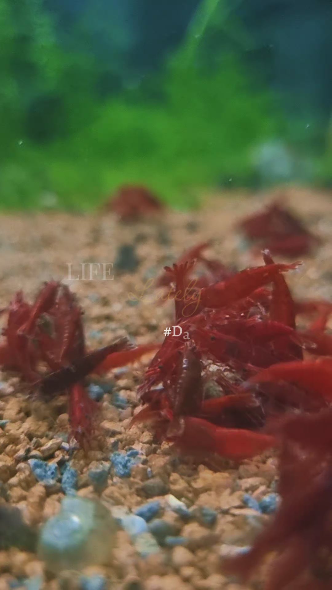 Neocaridina Bloody Mary – Lot de 10 + 1 offerte