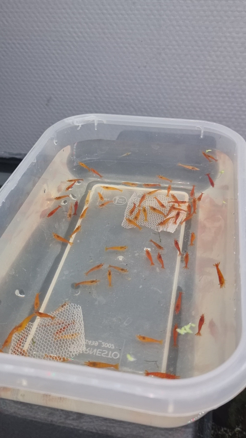 Neocaridina Orange Sunkist – Lot de 20 + 2 offertes