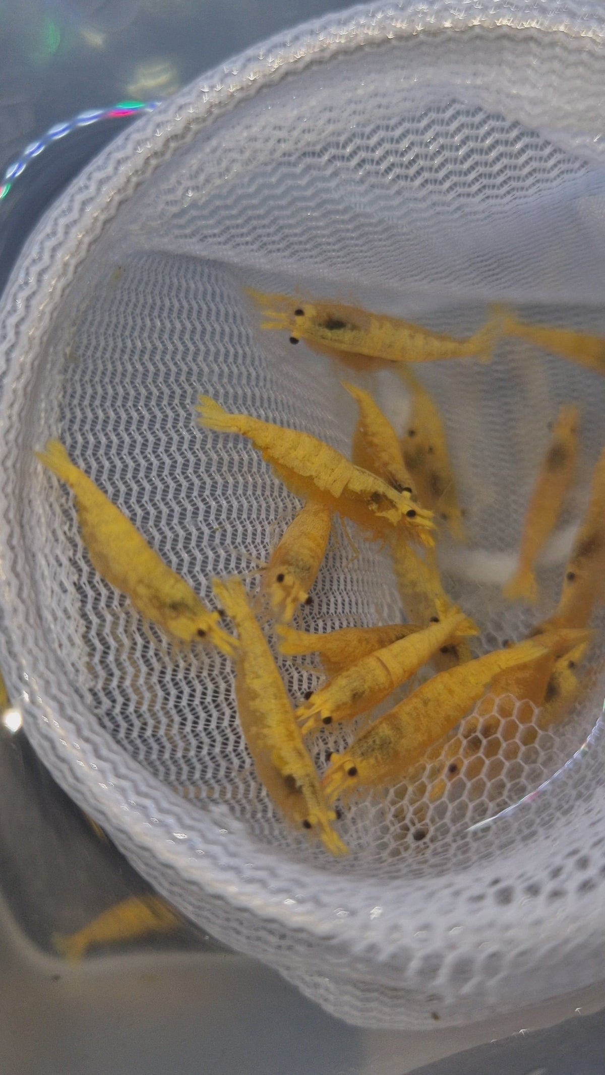 Neocaridina Golden Pumpkin – Lot de 10 + 1 offerte